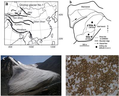Characteristics of Chemical Solutes and Mineral Dust in Ice of the Ablation Area of a Glacier in Tien Shan Mountains, Central Asia
